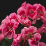 Geranien - Geraniol