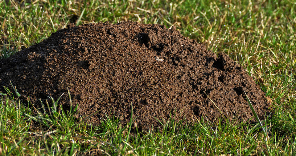 Wühlmäuse erkennen, verstehen und bekämpfen nagerhilfe.de