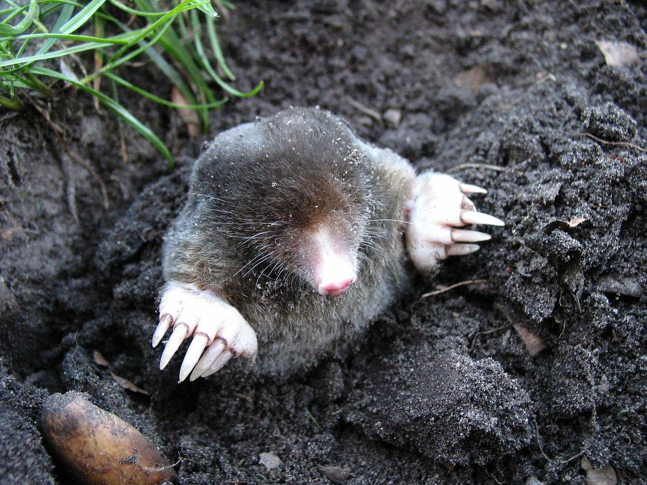 Maulwurf im Garten Wissenswertes und Infos nagerhilfe.de
